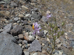 Schizanthus hookeri