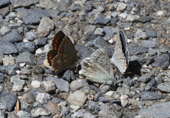 Aricia agestis