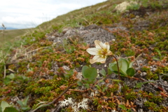 Gagea serotina