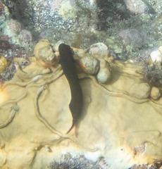 Ophioblennius macclurei