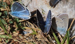 Polyommatus amandus