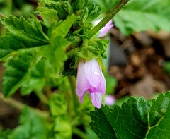 Malva nicaeensis