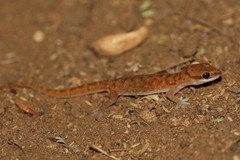 Hemidactylus squamulatus