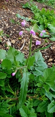 Malva nicaeensis
