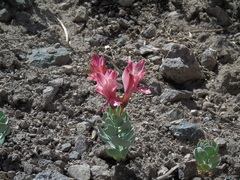 Alstroemeria spathulata