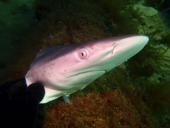 Carcharhinus