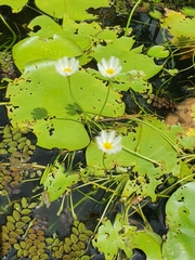 Nymphoides