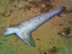 Carcharhinus