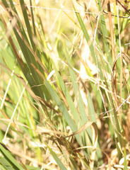 Castilleja arvensis arvensis