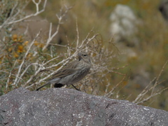 Geospizopsis unicolor