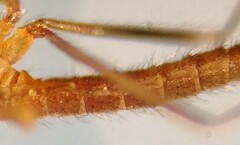 Lestremia