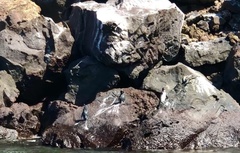 Spheniscus mendiculus