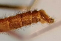 Lestremia