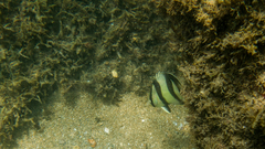 Chaetodon striatus