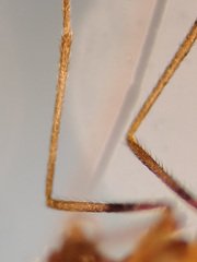 Lestremia