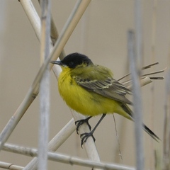 Motacilla flava feldegg