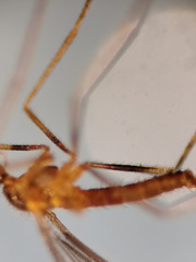 Lestremia