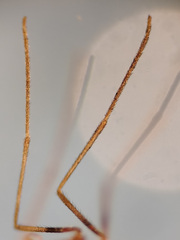 Lestremia