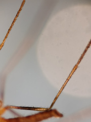 Lestremia