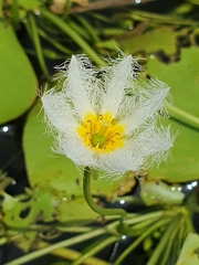 Nymphoides