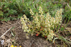 Reseda phyteuma