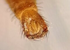 Lestremia