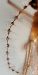 Lestremia