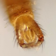 Lestremia