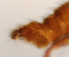 Lestremia
