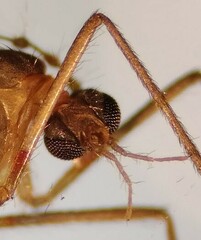 Lestremia