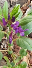 Vicia narbonensis
