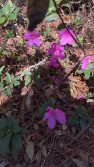 Rhododendron indicum