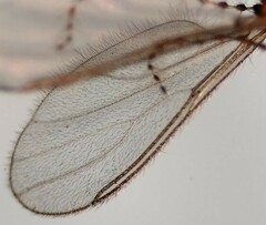 Lestremia