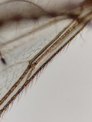 Lestremia