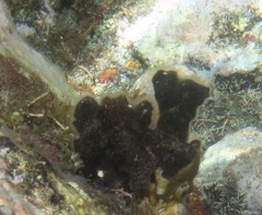 Adeonidae