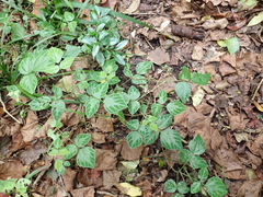 Hylodesmum repandum