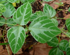 Hylodesmum repandum
