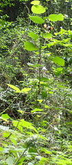 Hylodesmum repandum