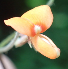 Hylodesmum repandum