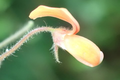 Hylodesmum repandum