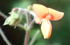 Hylodesmum repandum