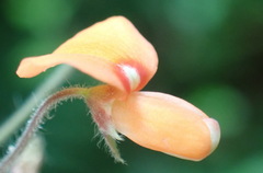 Hylodesmum repandum
