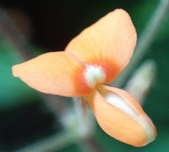 Hylodesmum repandum