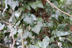 Hedera helix