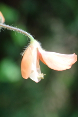 Hylodesmum repandum