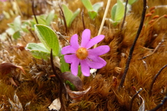 Primula cuneifolia