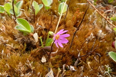 Primula cuneifolia