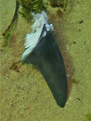 Carcharhinus