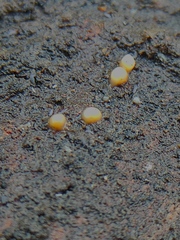 Myxomycetes