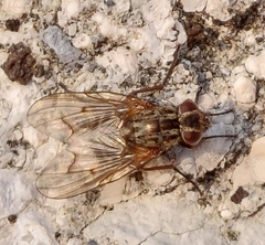 Phaonia subventa